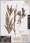 Foto von Salix elaeagnifolia Tausch ex Opiz